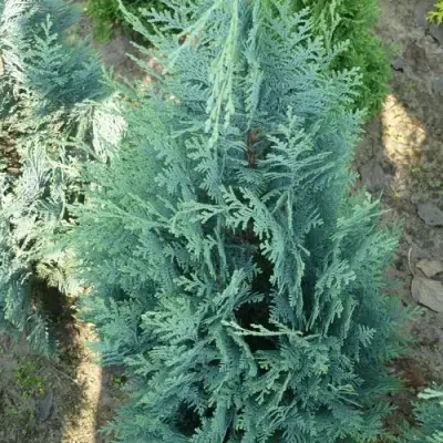 Кипарисовик КОЛУМНАРИС лавсона в Кобрине