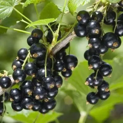 Смородина чёрная ВОЛШЕБНИЦА в Кобрине