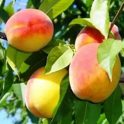 Персик ПАМЯТЬ ЛОЙКО в Кобрине