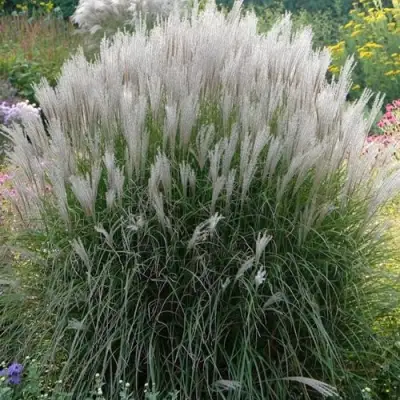 Мискантус КЛЯЙН СИЛЬБЕРСПАЙН китайский  в Кобрине