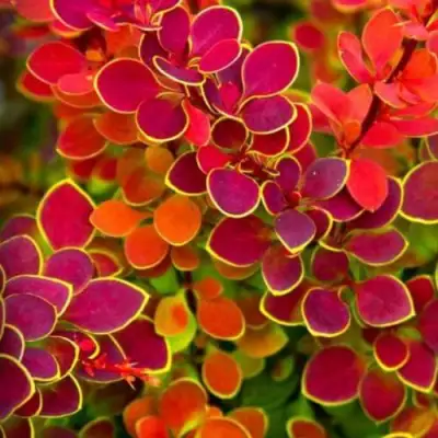 Барбарис ОРАНЖ САНРАЙЗ тунберга в Кобрине