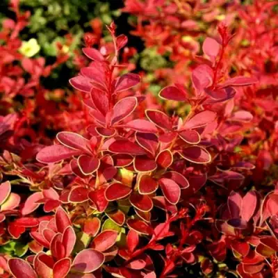 Барбарис КОРАЛ тунберга в Кобрине