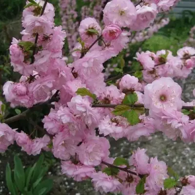 Миндаль ТРЁХЛОПАСТНЫЙ (луизеания) в Кобрине