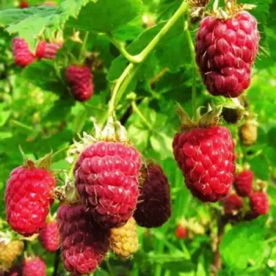 Малина ДЖОАН ДЖИ (ДЖОАН ДЖЕЙ) в Кобрине