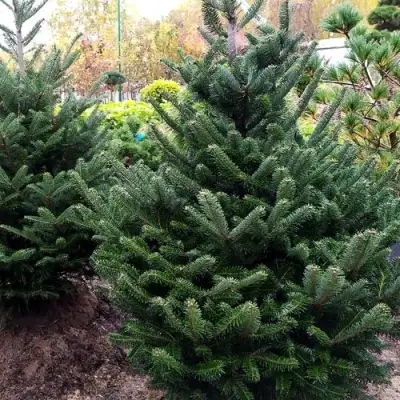 Пихта ФРАЗЕРА в Кобрине