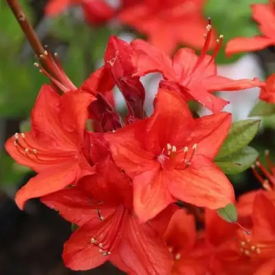 Азалия ПАРКФАЕР листопадная в Кобрине