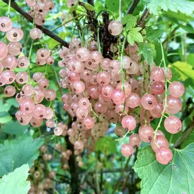Смородина розовая ГОЛЛАНДСКАЯ РОЗОВАЯ в Кобрине