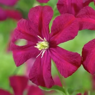 Клематис МАДАМ ДЖУЛИЯ КОРРЕВОН в Кобрине