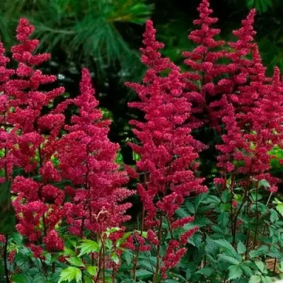 Астильба БУРГУНДИ РЕД Арендса в Кобрине