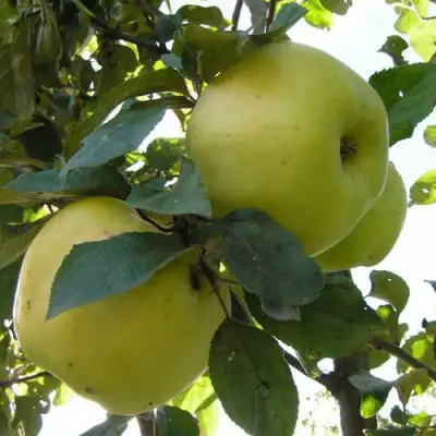 Яблоня АНТОНОВКА ОБЫКНОВЕННАЯ в Кобрине