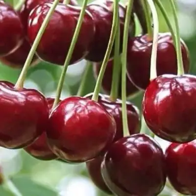 Вишня УЙФЕХЕРТОЙ ФЮРТОШ в Кобрине