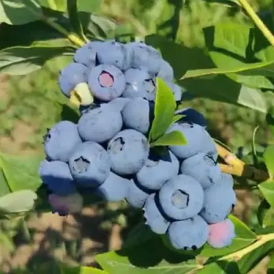 Голубика МЕГАС БЛЮ в Кобрине