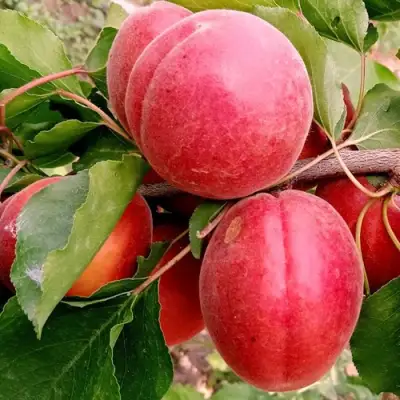 Абрикос РУБИСТА в Кобрине