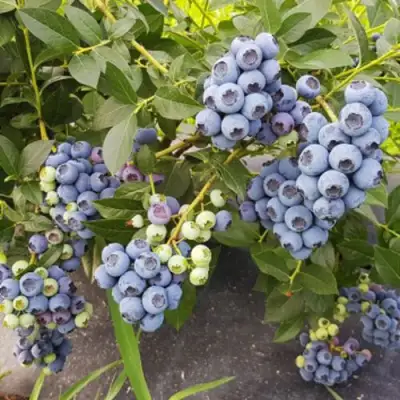 Голубика ОСОРНО в Кобрине