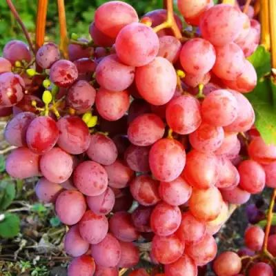 Виноград КИШМИШ КРАСНЫЙ в Кобрине