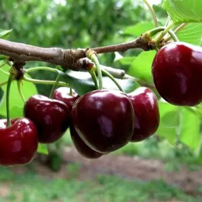 Вишня МОРОЗОВКА в Кобрине