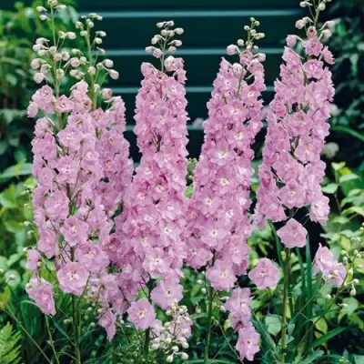 Дельфиниум ПЕТТИКОУТ гибридный в Кобрине