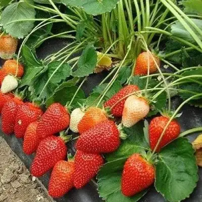 Клубника РОКСАНА в Кобрине