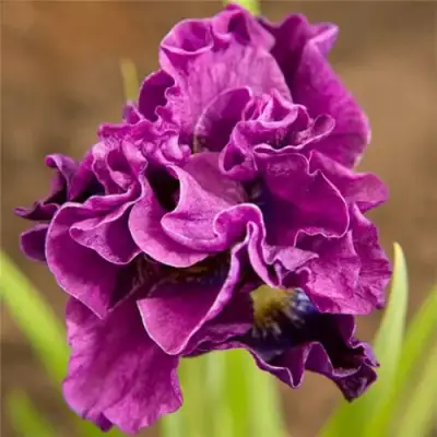 Ирис БАНДЛ ОВ ДЖОЙ сибирский в Кобрине