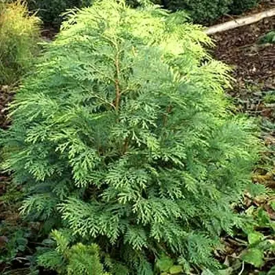 Кипарисовик САНКИСТ лавсона в Кобрине