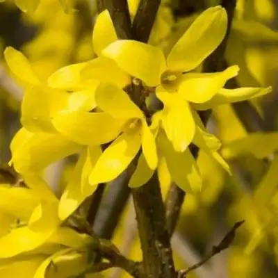 Форзиция ТАРАНДТ промежуточная в Кобрине