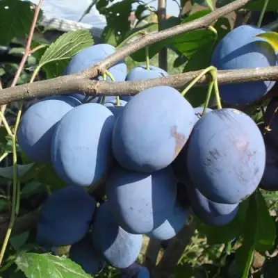 Слива ЧАЧАКСКАЯ РАННЯЯ в Кобрине