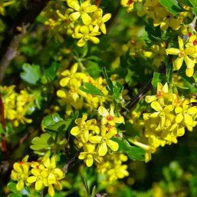 Смородина золотистая ВИШНЕВАЯ в Кобрине