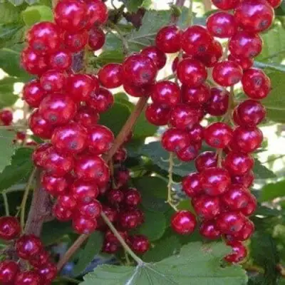 Смородина красная ПУРПУРНАЯ в Кобрине