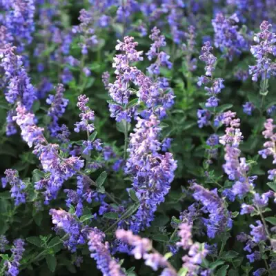 Котовник СИКС ХИЛЛС ГИАНТ в Кобрине