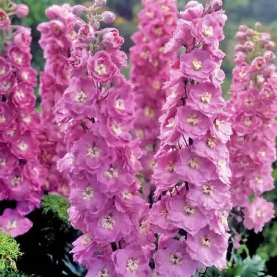 Дельфиниум ДЕЛЬФИС ПИНК ПАУЭ высокий в Кобрине