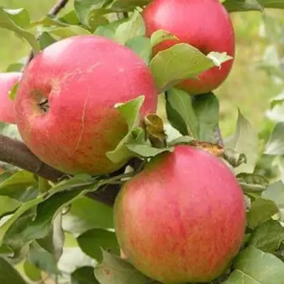 Яблоня АУКСИС в Кобрине