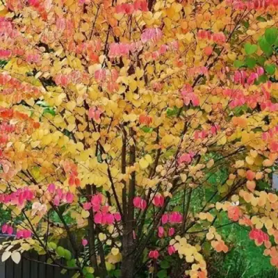 БАГРЯННИК японский в Кобрине