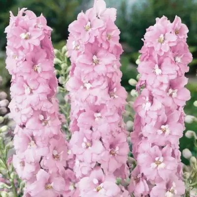 Дельфиниум ПЕТТИКОУТ гибридный в Кобрине