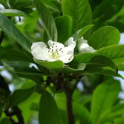 МУШМУЛА  в Кобрине