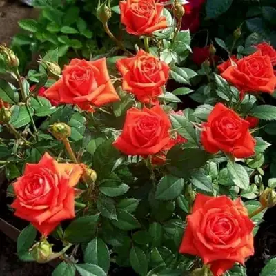 Роза ОРАНЖ ДЖЕВЕЛ миниатюрная в Кобрине