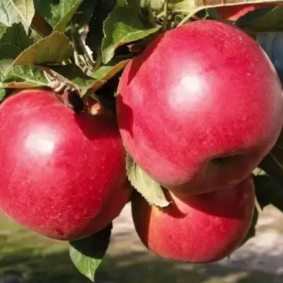 Яблоня РУБИН в Кобрине