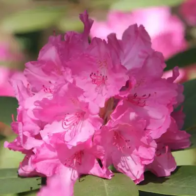 Рододендрон ЛУМИНА в Кобрине