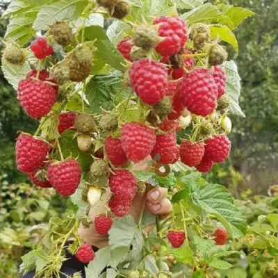 Малина ТАДМОР в Кобрине