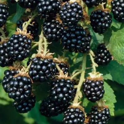 Ежевика БЛЭК САТИН бесшипная  в Кобрине