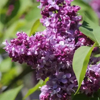 Сирень ИЗОБИЛИЕ в Кобрине