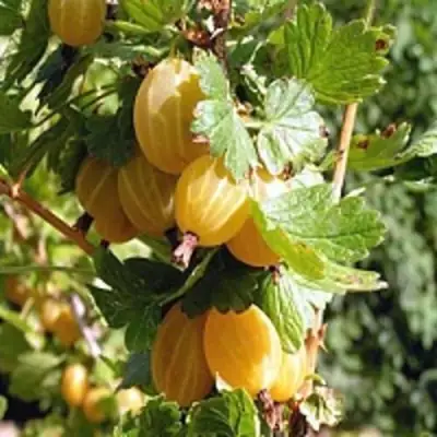 Крыжовник КУРШУ ДЗИНТАРС  в Кобрине