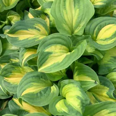 Хоста ЭМЕРАЛЬД ЧАРДЖЕР гибридная в Кобрине