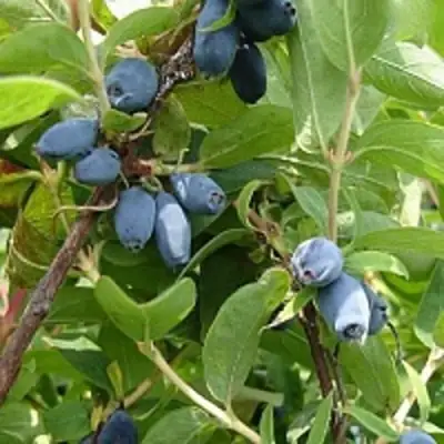 Жимолость съедобная НАРЫМСКАЯ в Кобрине