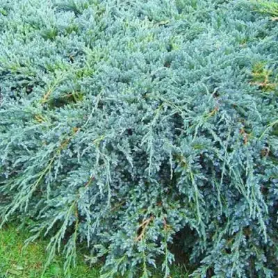 Можжевельник БЛЮ КАРПЕТ чешуйчатый в Кобрине