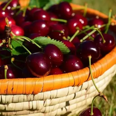 Вишня НЕСВИЖСКАЯ в Кобрине