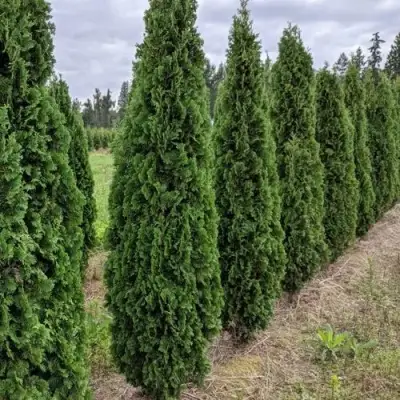 Туя ДЕГРУТ СПАЙР западная в Кобрине