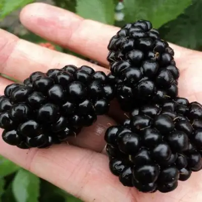 Ежевика ПОЛАР бесшипная  в Кобрине