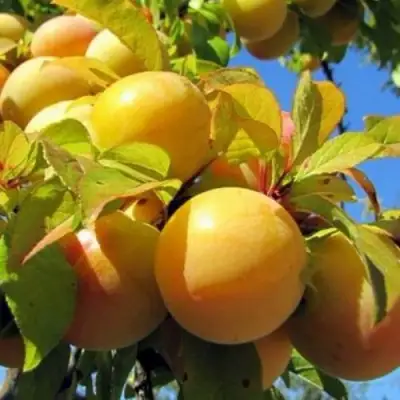 Слива МЕДОВАЯ ЖЁЛТАЯ в Кобрине