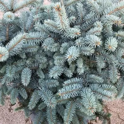 Ель ГЛАУКА колючая в Кобрине