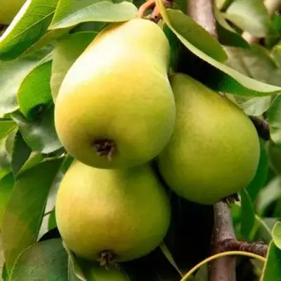 Груша НЕЖНОСТЬ колонновидная	 в Кобрине